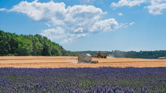 lavender field, fields, harvest-7341682.jpg